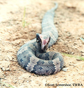 Cottonmouth