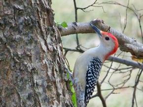 red-bellied Woodpecker - Joe Brewington