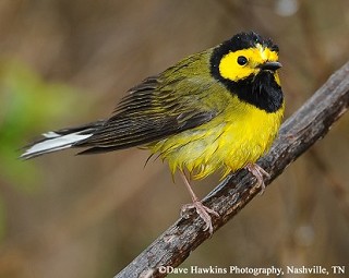 Tennessee's Watchable Wildlife