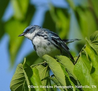 Tennessee's Watchable Wildlife