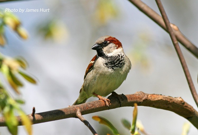 Native Birds of Tennessee