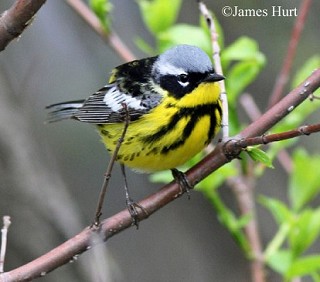 Tennessee's Watchable Wildlife