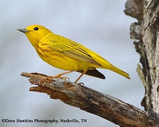 Tennessee's Watchable Wildlife