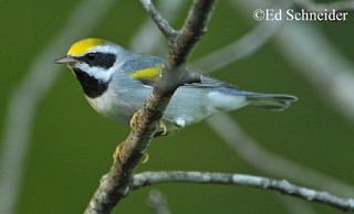 Tennessee's Watchable Wildlife