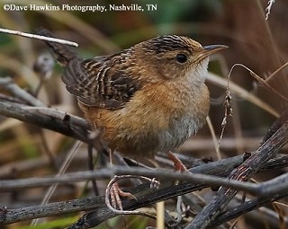 Tennessee's Watchable Wildlife