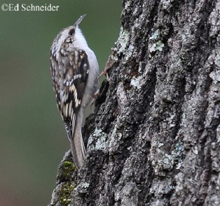Tennessee's Watchable Wildlife