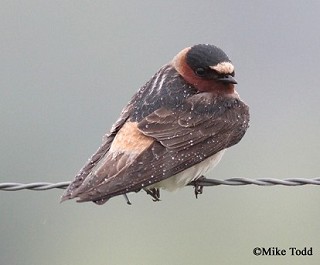 Tennessee's Watchable Wildlife