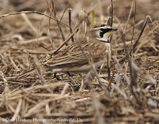 Tennessee's Watchable Wildlife