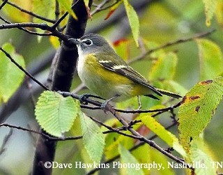 Tennessee's Watchable Wildlife