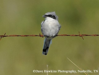 Tennessee's Watchable Wildlife