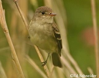 Tennessee's Watchable Wildlife