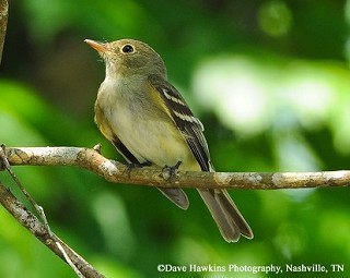 Tennessee's Watchable Wildlife