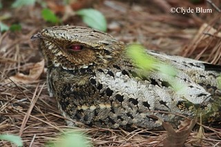Tennessee's Watchable Wildlife