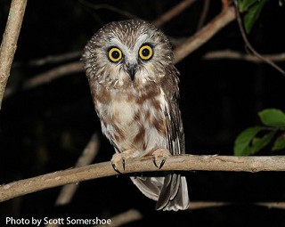 Tennessee's Watchable Wildlife