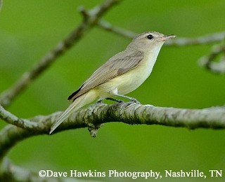 Tennessee's Watchable Wildlife