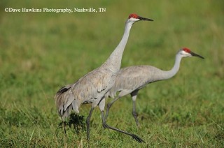 Tennessee's Watchable Wildlife