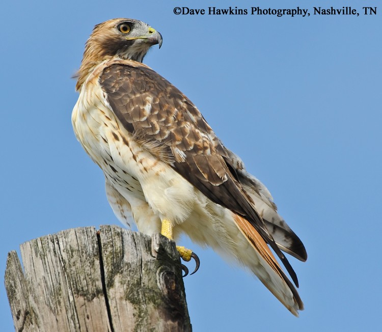 Tennessee Watchable Wildlife Red tailed Hawk Habitat GRASSLAND