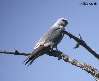 Tennessee's Watchable Wildlife