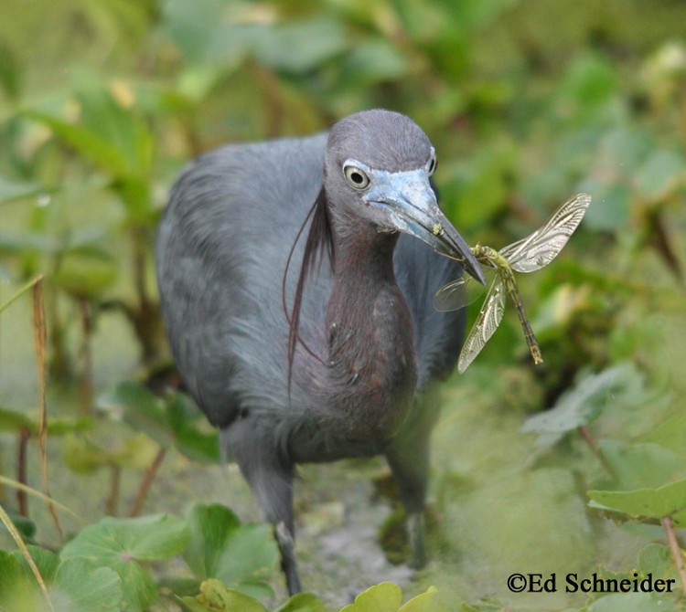 What is the indigenous habitat for the little blue heron?