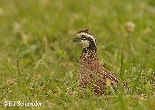 Tennessee's Watchable Wildlife