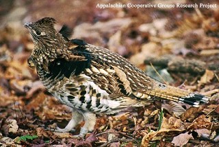 Tennessee's Watchable Wildlife