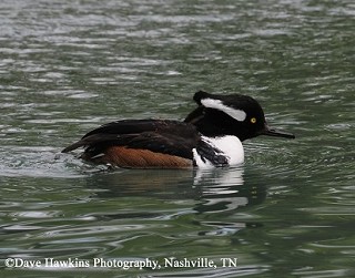 Tennessee's Watchable Wildlife