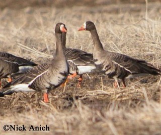 Tennessee's Watchable Wildlife