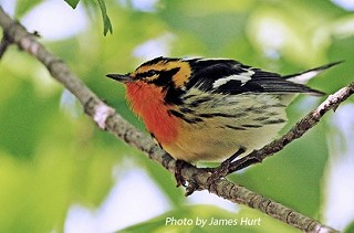 Tennessee's Watchable Wildlife