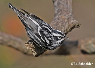 Tennessee's Watchable Wildlife