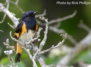 Tennessee's Watchable Wildlife