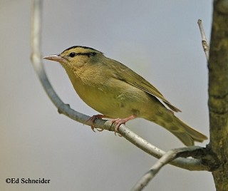 Tennessee's Watchable Wildlife