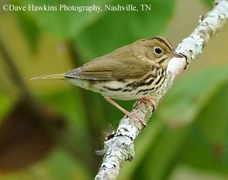 Tennessee's Watchable Wildlife