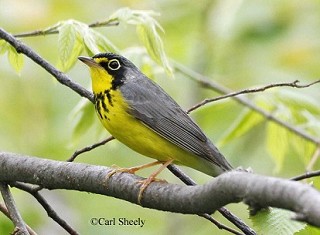 Tennessee's Watchable Wildlife