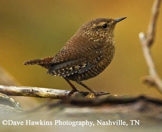 Tennessee's Watchable Wildlife