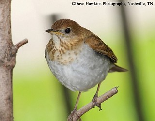 Tennessee's Watchable Wildlife