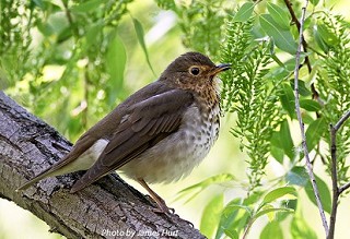 Tennessee's Watchable Wildlife