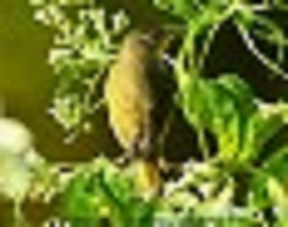 Tennessee's Watchable Wildlife