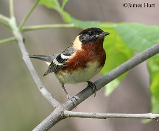 Tennessee's Watchable Wildlife
