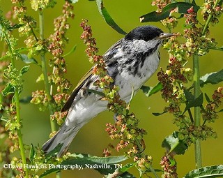 Tennessee's Watchable Wildlife