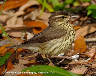 Tennessee's Watchable Wildlife