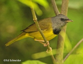 Tennessee's Watchable Wildlife