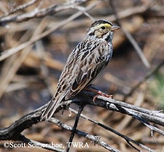 Tennessee's Watchable Wildlife