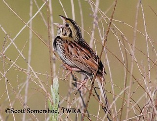 Tennessee's Watchable Wildlife