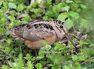 Tennessee's Watchable Wildlife