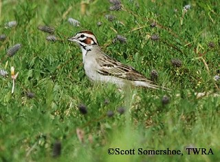Tennessee's Watchable Wildlife
