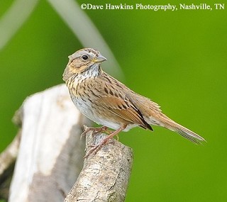 Tennessee's Watchable Wildlife