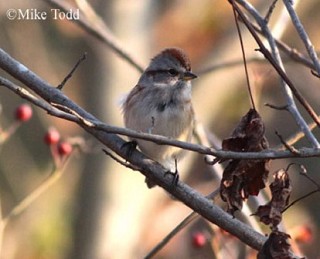 Tennessee's Watchable Wildlife