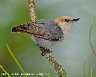 Tennessee's Watchable Wildlife
