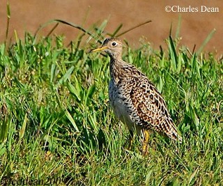 Tennessee's Watchable Wildlife