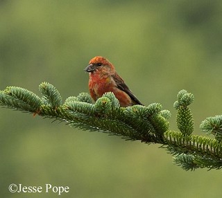 Tennessee's Watchable Wildlife